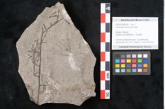 Foto (Objekt + Etikett) von Cystoseira communis Unger (NHMW-GEO-2024-0188-6636)